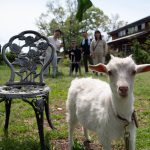 ヤギさん　みんな　1　240426 (1 - 1)